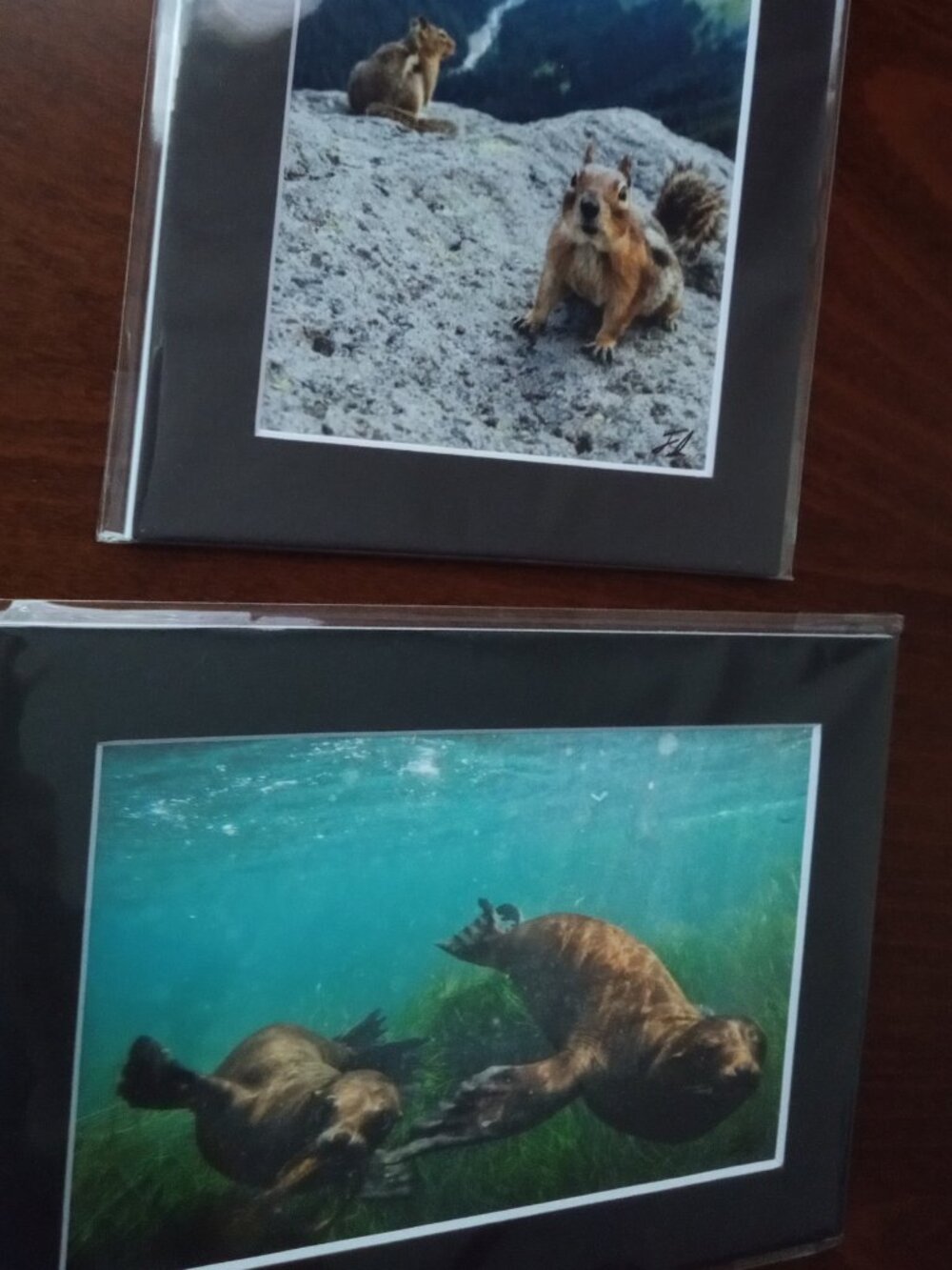 🐿 2 nature photos by San Diego Southern California artist Sea Lions Chipmunks